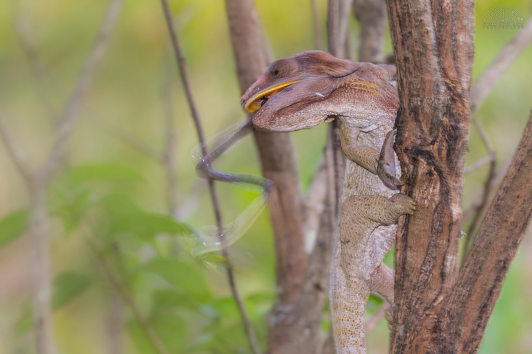 Mantadia - Short-horned chameleon catching insect The short-horned chameleon (Calumma brevicorne) feeds on a wide variety of insects and here she just catched a cricket. All chameleons feed by projecting their long tongues from their mouths to capture prey located some distance away. This occurs at extremely high performance, reaching the prey in as little as 0.07 seconds. Stefan Cruysberghs